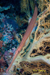 Pipefish at Moalboal by Taco Cheung 